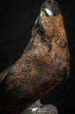 07106 - Taza (NWA 859) Iron Ungrouped Plessitic Octahedrite Meteorite 6.3g ORIENTED