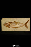 30092- Top Rare 8.86 Inch Halek sp Fish - Cretaceous Lebanon