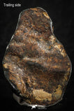 07106 - Taza (NWA 859) Iron Ungrouped Plessitic Octahedrite Meteorite 6.3g ORIENTED