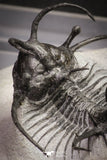 20032 - Outstanding 2.23 Inch Ceratarges sp Middle Devonian Trilobite