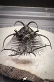 20032 - Outstanding 2.23 Inch Ceratarges sp Middle Devonian Trilobite