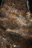 07106 - Taza (NWA 859) Iron Ungrouped Plessitic Octahedrite Meteorite 6.3g ORIENTED