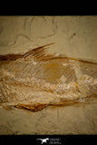 30092- Top Rare 8.86 Inch Halek sp Fish - Cretaceous Lebanon
