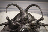 20032 - Outstanding 2.23 Inch Ceratarges sp Middle Devonian Trilobite