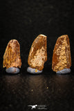 05597 - Great Collection of 5 Abelisaur Dinosaur Teeth Cretaceous KemKem Beds