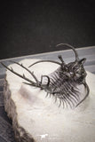 20032 - Outstanding 2.23 Inch Ceratarges sp Middle Devonian Trilobite