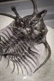 20032 - Outstanding 2.23 Inch Ceratarges sp Middle Devonian Trilobite