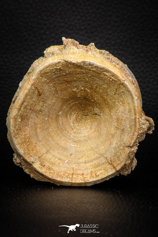 06741 - Top Beautiful 2.78 Inch Enchodus libycus Vertebra Bone Late Cretaceous