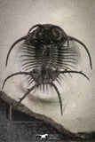 20032 - Outstanding 2.23 Inch Ceratarges sp Middle Devonian Trilobite