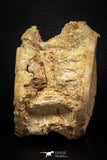 06741 - Top Beautiful 2.78 Inch Enchodus libycus Vertebra Bone Late Cretaceous