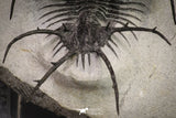 20032 - Outstanding 2.23 Inch Ceratarges sp Middle Devonian Trilobite