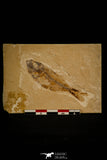 30093- Beautiful 2.56 Inch Armigatus sp Fossil Fish - Cretaceous Lebanon