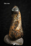 07107 - Taza (NWA 859) Iron Ungrouped Plessitic Octahedrite Meteorite 5.1g ORIENTED