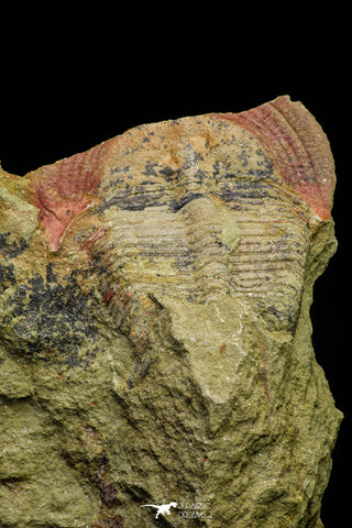21084 - Top Rare Harpides sp Lower Ordovician Trilobite Fezouata Fm Positive/Negative