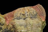 21084 - Top Rare Harpides sp Lower Ordovician Trilobite Fezouata Fm Positive/Negative