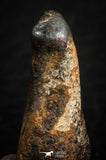 07107 - Taza (NWA 859) Iron Ungrouped Plessitic Octahedrite Meteorite 5.1g ORIENTED