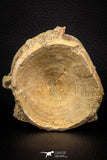 06741 - Top Beautiful 2.78 Inch Enchodus libycus Vertebra Bone Late Cretaceous