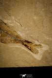 30093- Beautiful 2.56 Inch Armigatus sp Fossil Fish - Cretaceous Lebanon