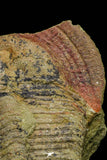 21084 - Top Rare Harpides sp Lower Ordovician Trilobite Fezouata Fm Positive/Negative
