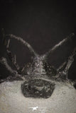 20032 - Outstanding 2.23 Inch Ceratarges sp Middle Devonian Trilobite