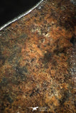07107 - Taza (NWA 859) Iron Ungrouped Plessitic Octahedrite Meteorite 5.1g ORIENTED
