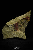 21084 - Top Rare Harpides sp Lower Ordovician Trilobite Fezouata Fm Positive/Negative