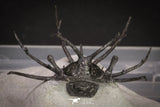 20032 - Outstanding 2.23 Inch Ceratarges sp Middle Devonian Trilobite