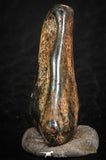 07107 - Taza (NWA 859) Iron Ungrouped Plessitic Octahedrite Meteorite 5.1g ORIENTED