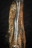 07107 - Taza (NWA 859) Iron Ungrouped Plessitic Octahedrite Meteorite 5.1g ORIENTED
