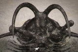 20033 - Outstanding 1.68 Inch Ceratarges sp Middle Devonian Trilobite