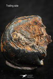 07108 - Taza (NWA 859) Iron Ungrouped Plessitic Octahedrite Meteorite 4.5g ORIENTED