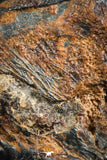 07108 - Taza (NWA 859) Iron Ungrouped Plessitic Octahedrite Meteorite 4.5g ORIENTED