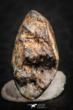 07108 - Taza (NWA 859) Iron Ungrouped Plessitic Octahedrite Meteorite 4.5g ORIENTED