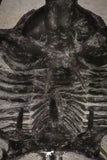20033 - Outstanding 1.68 Inch Ceratarges sp Middle Devonian Trilobite