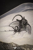 20033 - Outstanding 1.68 Inch Ceratarges sp Middle Devonian Trilobite