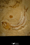 30094- Beautiful 2.76 Inch Scombroclupea sp Fossil Fish - Cretaceous Lebanon