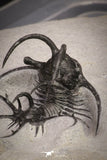 20033 - Outstanding 1.68 Inch Ceratarges sp Middle Devonian Trilobite