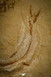 30094- Beautiful 2.76 Inch Scombroclupea sp Fossil Fish - Cretaceous Lebanon