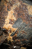 07108 - Taza (NWA 859) Iron Ungrouped Plessitic Octahedrite Meteorite 4.5g ORIENTED