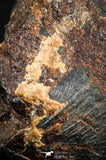 07108 - Taza (NWA 859) Iron Ungrouped Plessitic Octahedrite Meteorite 4.5g ORIENTED
