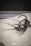 20033 - Outstanding 1.68 Inch Ceratarges sp Middle Devonian Trilobite