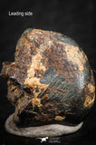 07108 - Taza (NWA 859) Iron Ungrouped Plessitic Octahedrite Meteorite 4.5g ORIENTED