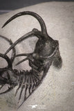 20033 - Outstanding 1.68 Inch Ceratarges sp Middle Devonian Trilobite