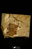 30095- Top Rare 2.09 Inch Aipichthys Fossil Fish - Cretaceous Lebanon