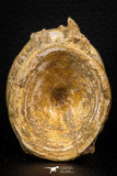 06743 - Top Beautiful 2.19 Inch Enchodus libycus Vertebra Bone Late Cretaceous
