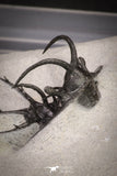 20033 - Outstanding 1.68 Inch Ceratarges sp Middle Devonian Trilobite