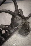 20033 - Outstanding 1.68 Inch Ceratarges sp Middle Devonian Trilobite