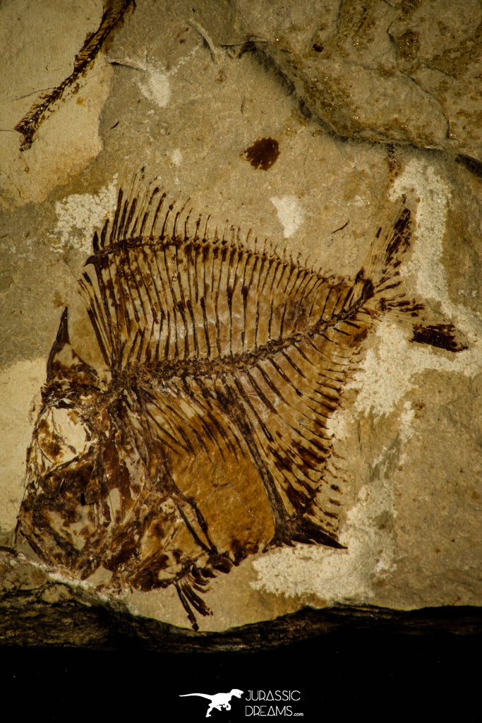 30095- Top Rare 2.09 Inch Aipichthys Fossil Fish - Cretaceous Lebanon