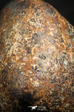 07109 - Taza (NWA 859) Iron Ungrouped Plessitic Octahedrite Meteorite 5.7g