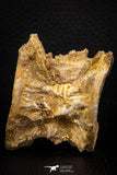 06743 - Top Beautiful 2.19 Inch Enchodus libycus Vertebra Bone Late Cretaceous